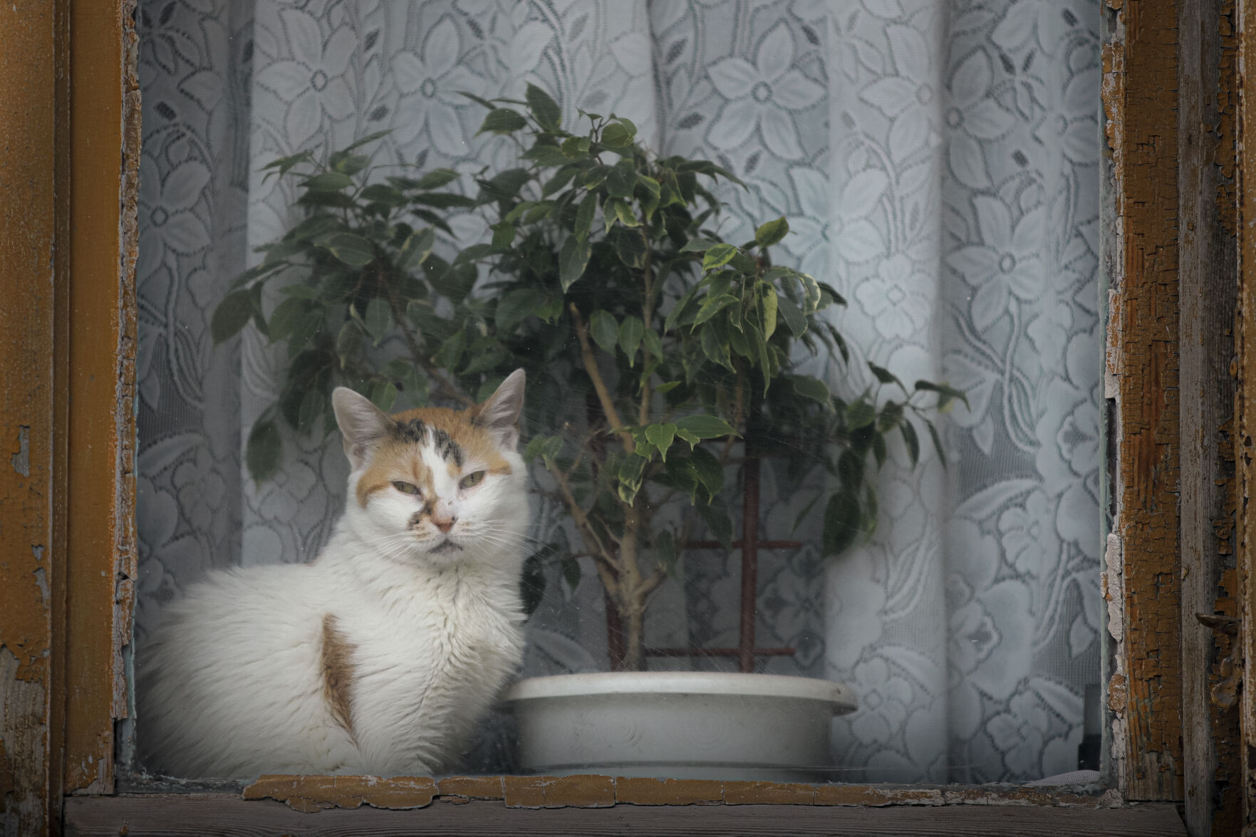 Romania cat
